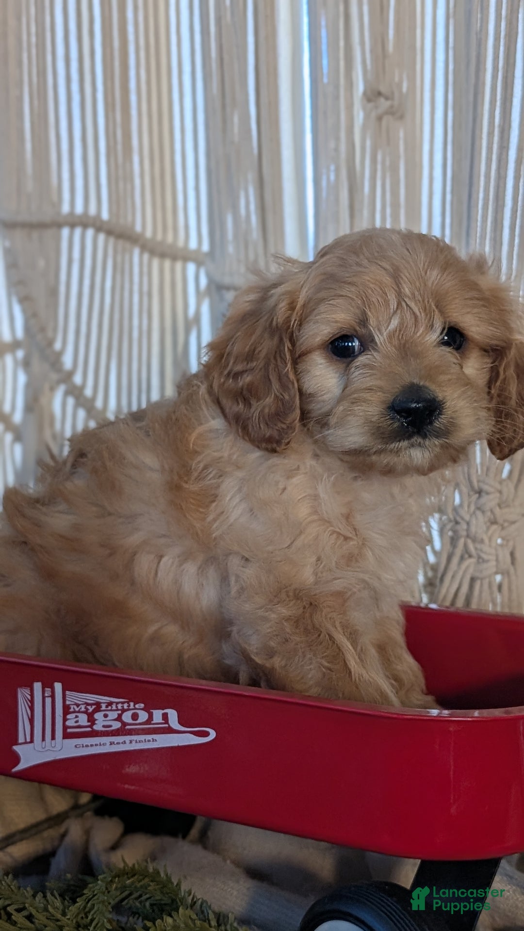 Cavapoo dogs for sale: Arlo - Ad 5