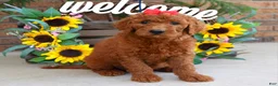 Goldendoodle dogs for sale: Ruby - Ad 6