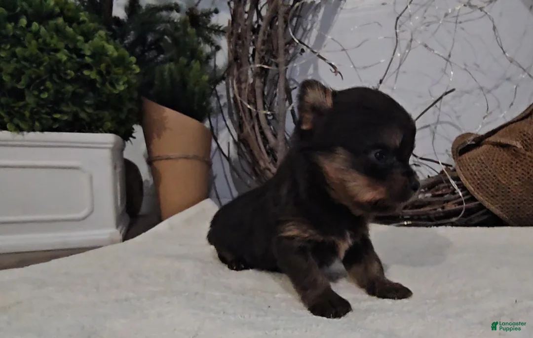 Mixed Breed dogs for sale: Lolly - Ad 3