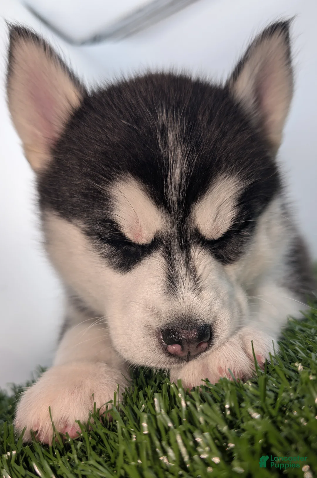 Siberian Husky dogs for sale: Siberian Husky Puppy - Freya - Ad 2