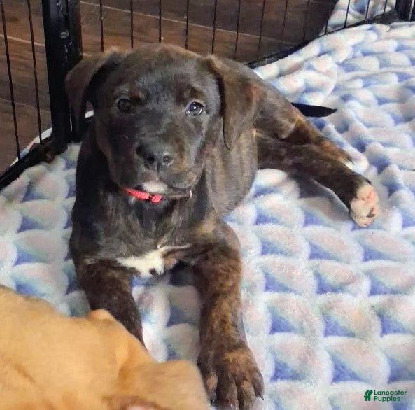 Mixed Breed dogs Rebel - Ad 1