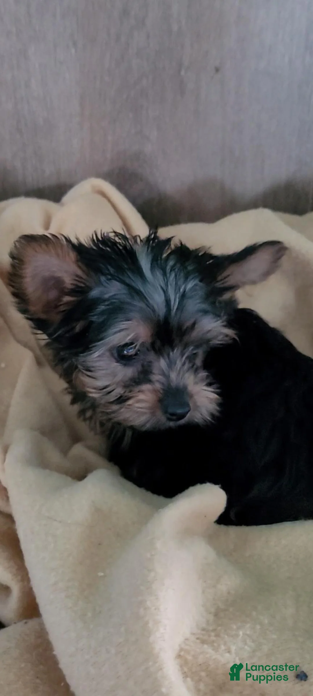 Yorkshire Terrier dogs for sale: Twinkle - Ad 9