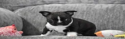 Boston Terrier dogs for sale: Joker - Ad 8