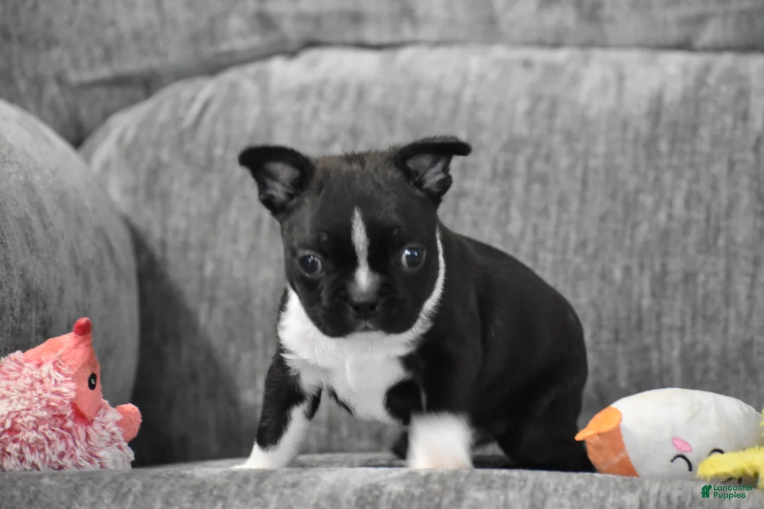 Boston Terrier dogs for sale: Joker - Ad 8