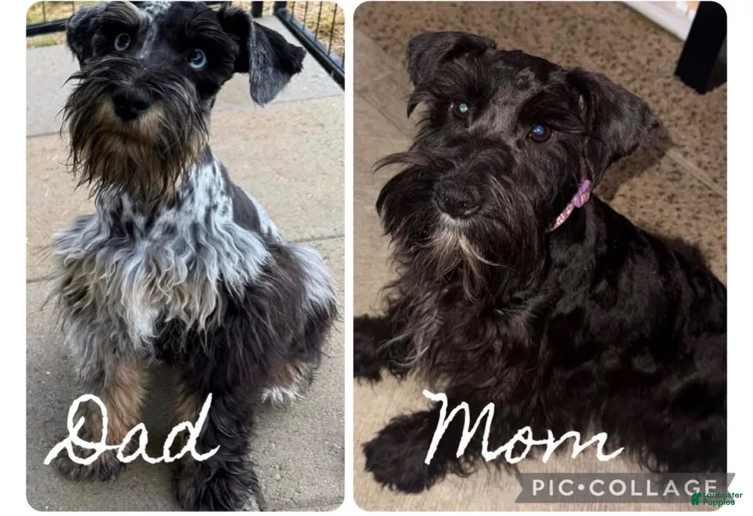 Miniature Schnauzer dogs for sale: Sable & rust Merle male - Ad 7