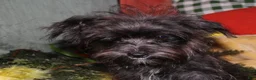 Morkie dogs for sale: Frank - Ad 6