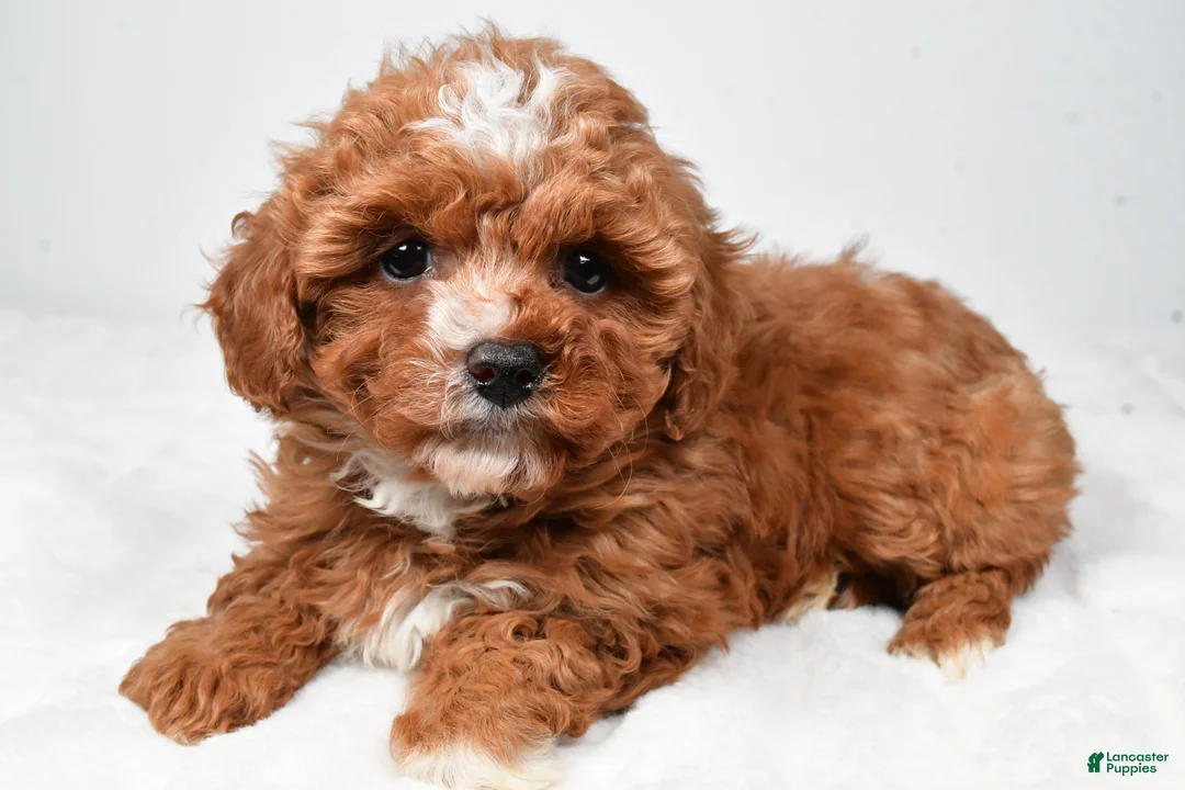 Cavapoo dogs for sale: Roxy - Ad 5