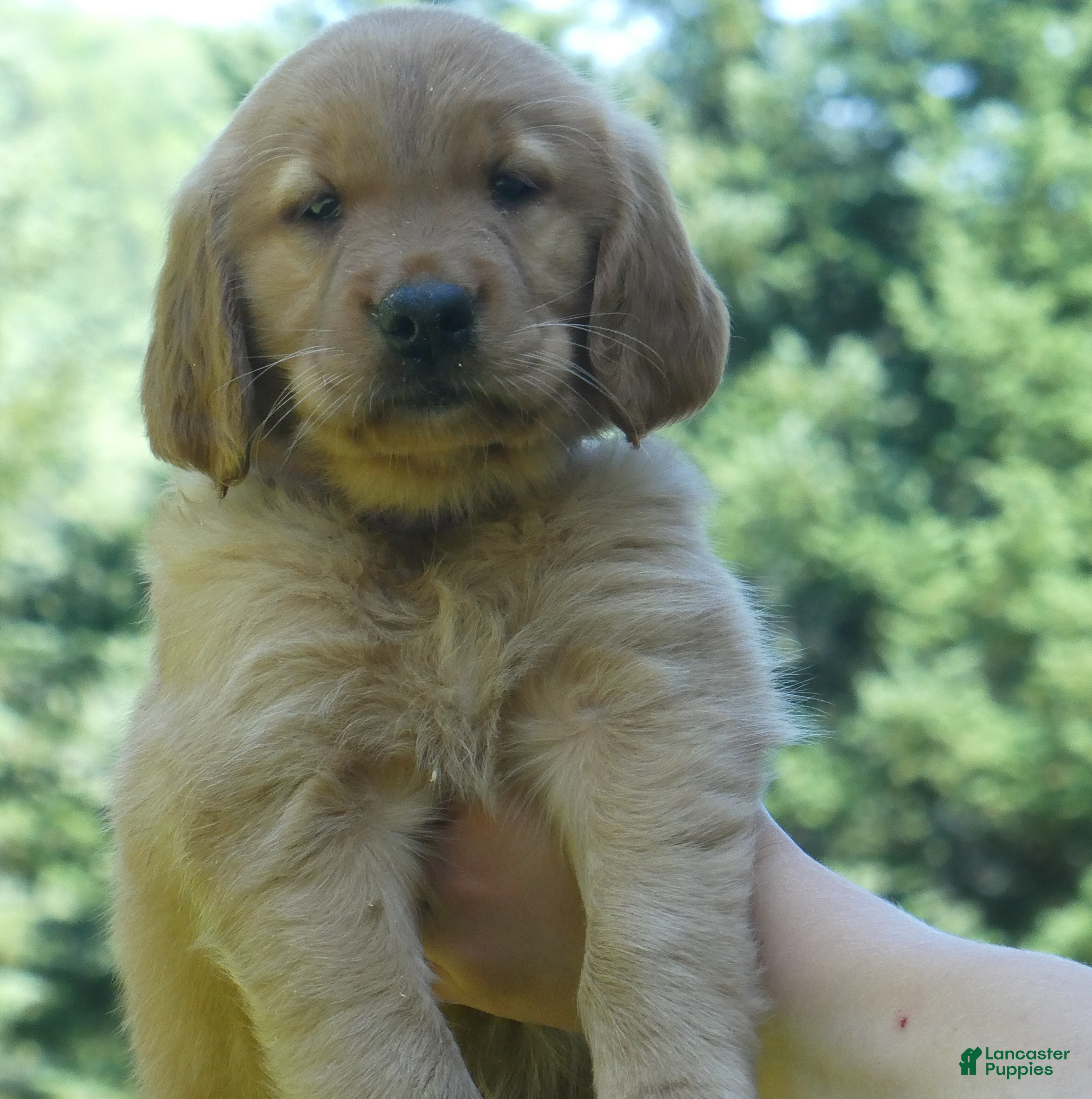 Golden Retriever dogs Taffy - Ad 8