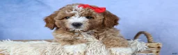 Mini Goldendoodle dogs for sale: 🐾 Meet Neo – F2B Mini Goldendoodle Puppy 🐾 - Ad 1