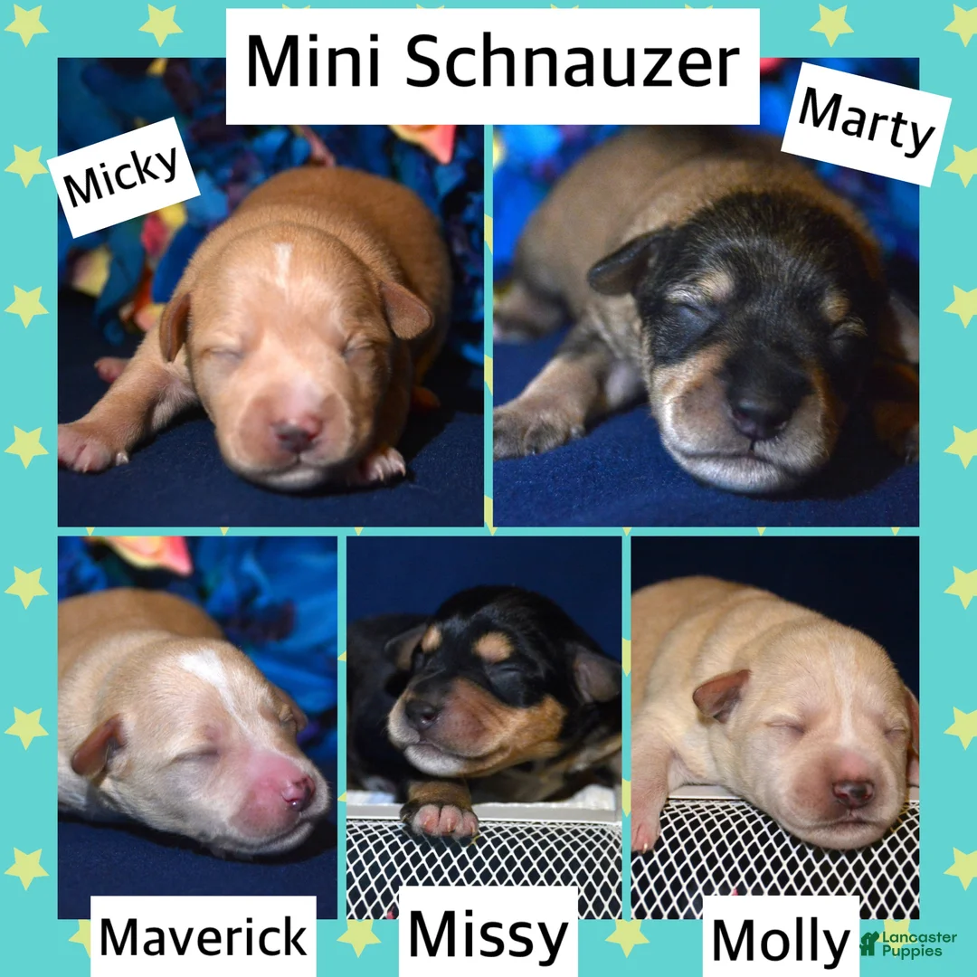Miniature Schnauzer dogs for sale: Miniature Schnauzer Missy - Ad 2