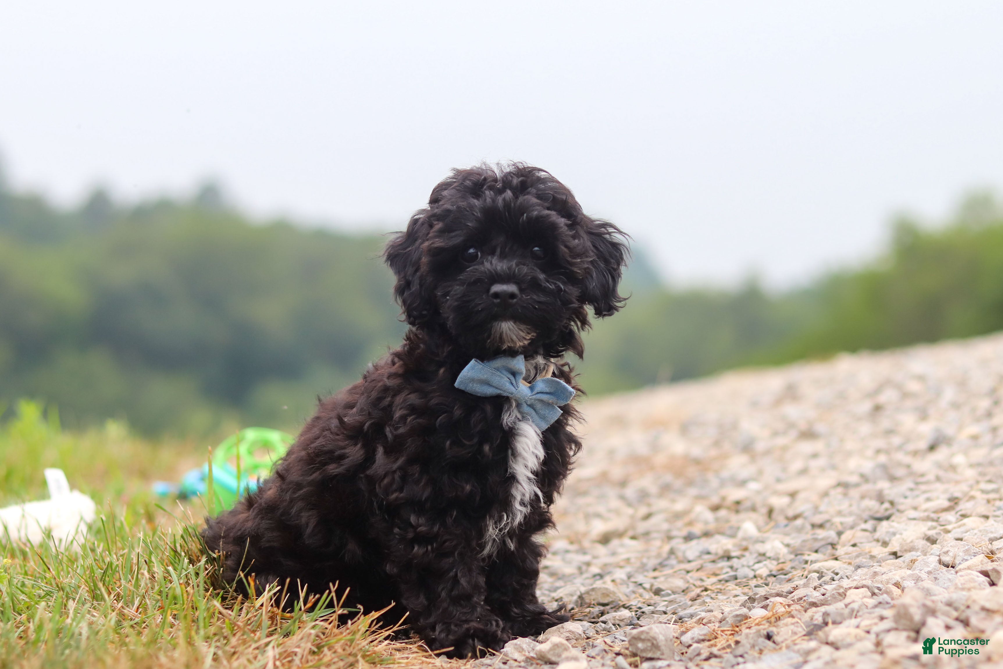 Havapoo dogs Riley - Ad 2