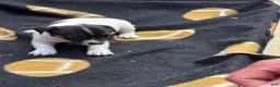 Jack Russell Terrier dogs for sale: Jack Russell Terrier Female 2 - Ad 1