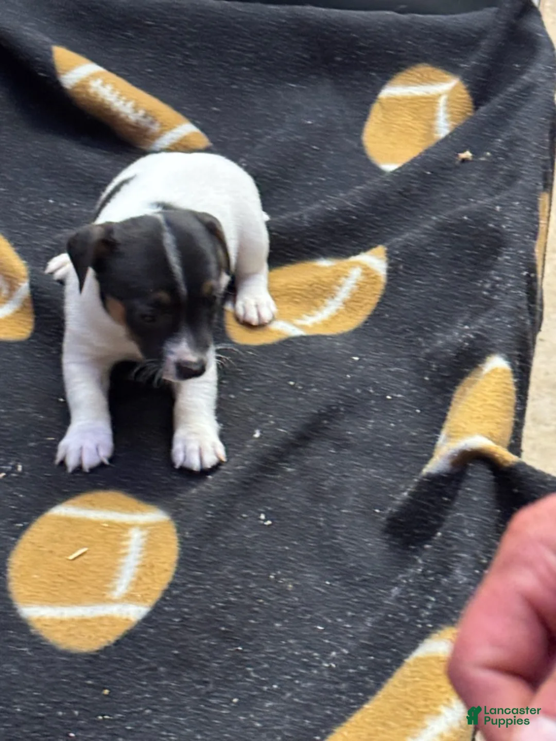 Jack Russell Terrier dogs for sale: Jack Russell Terrier Female 2 - Ad 1