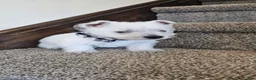 West Highland Terrier dogs for sale: Lily - Ad 2