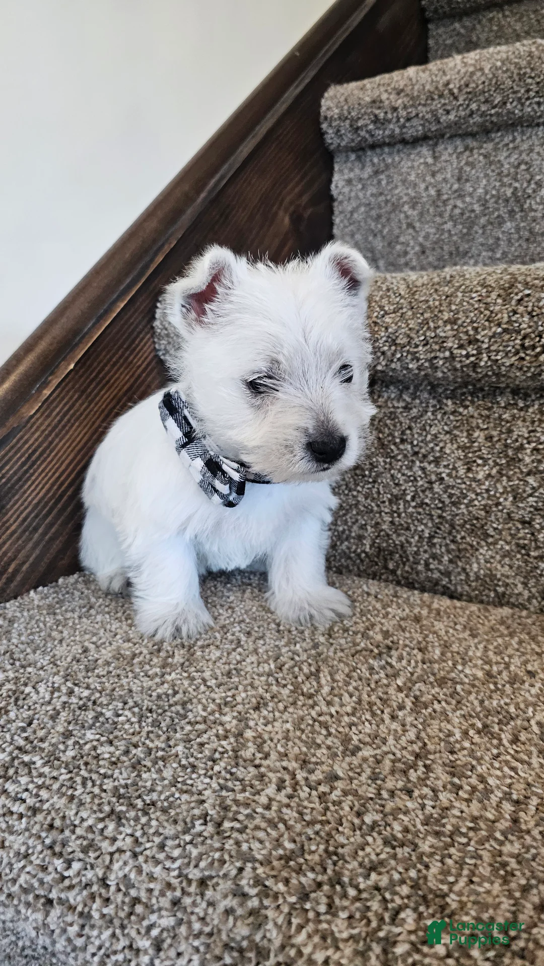 West Highland Terrier dogs for sale: Lily - Ad 2