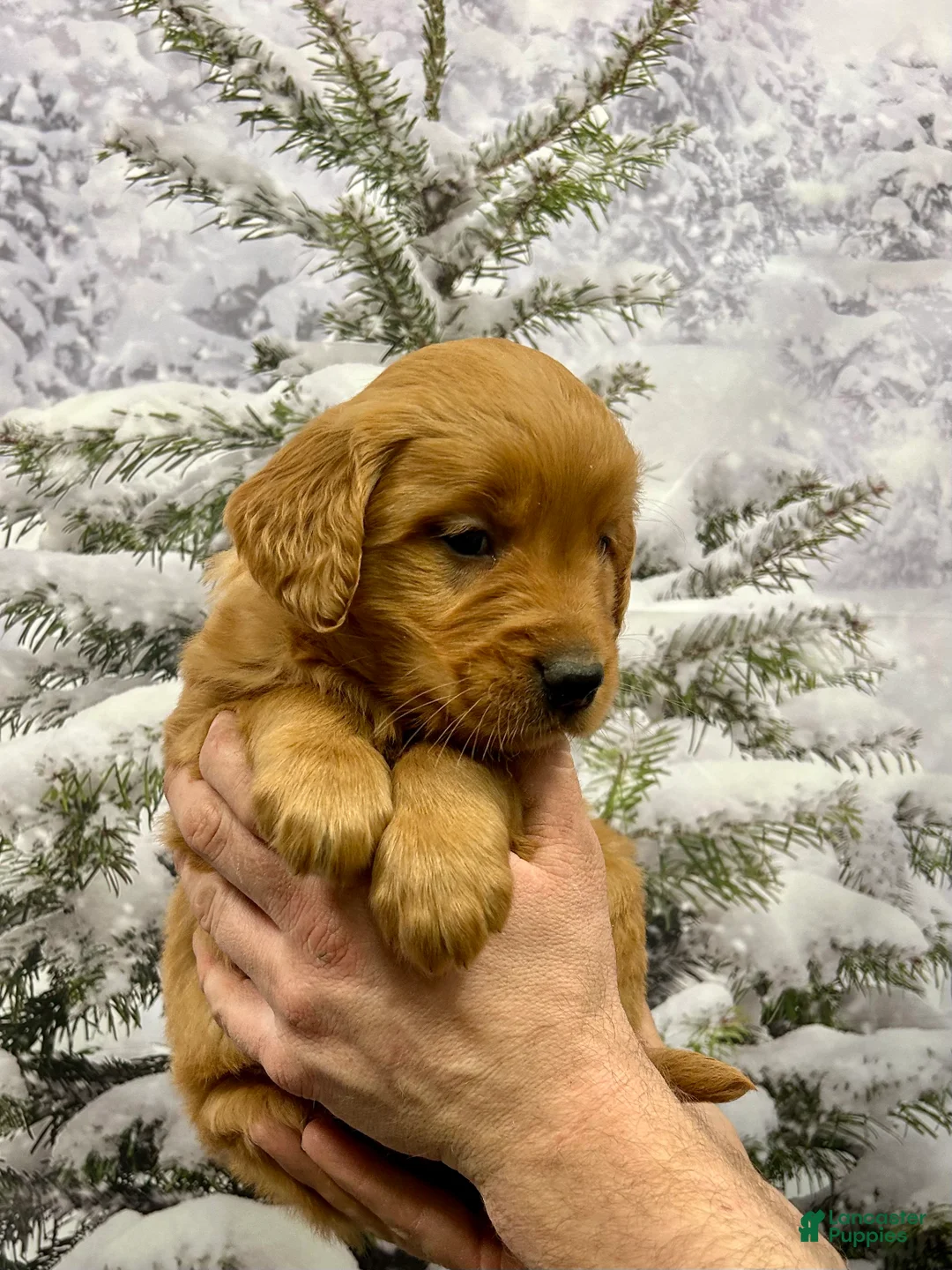 Golden Retriever dogs for sale: Daisy  - Ad 4