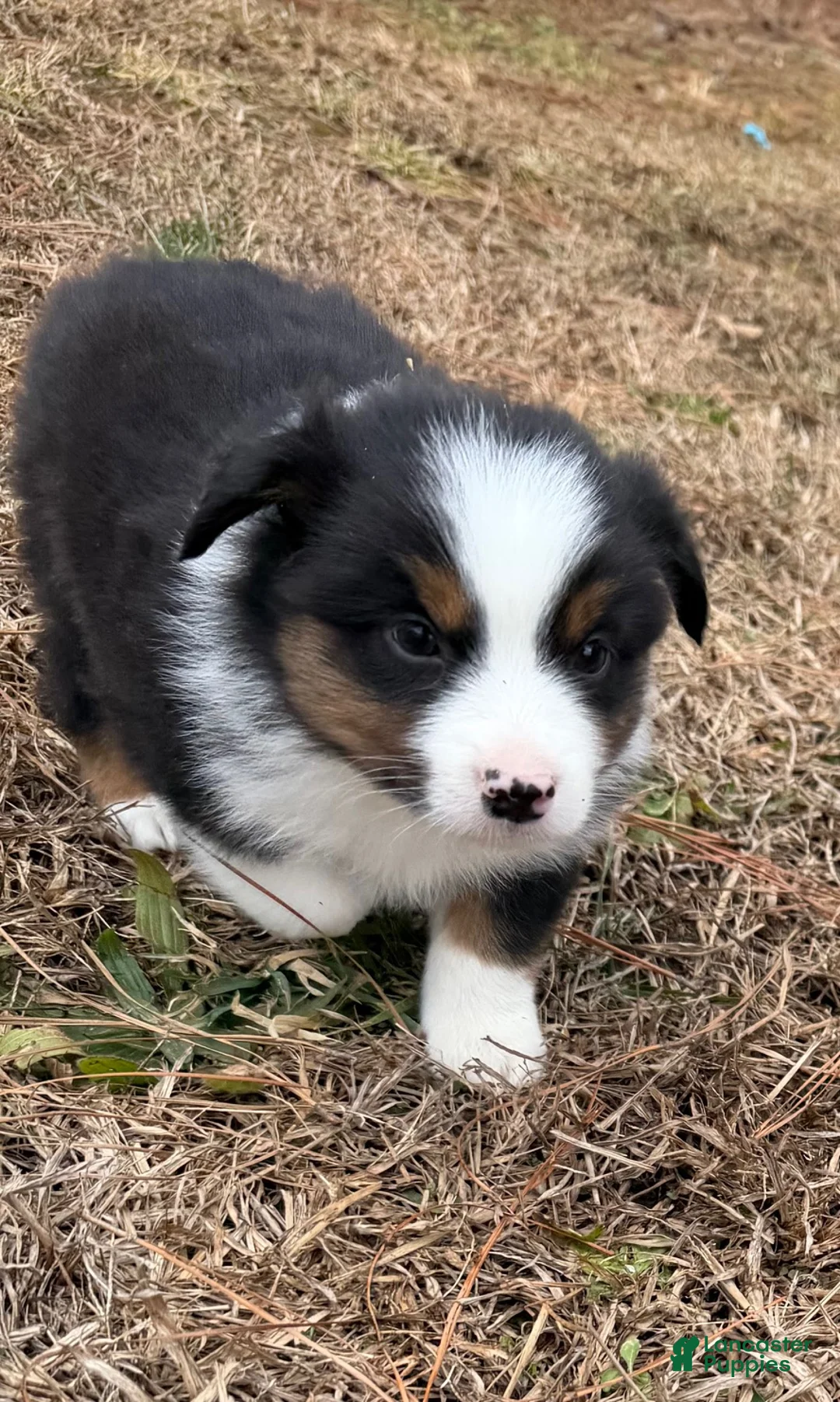Australian Shepherd dogs for sale: Clyde - Ad 1