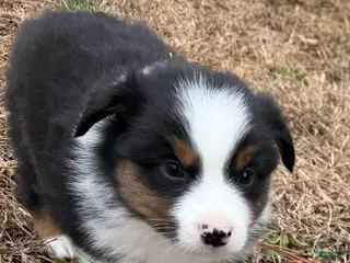 Australian Shepherd dogs for sale: Clyde - Ad 1