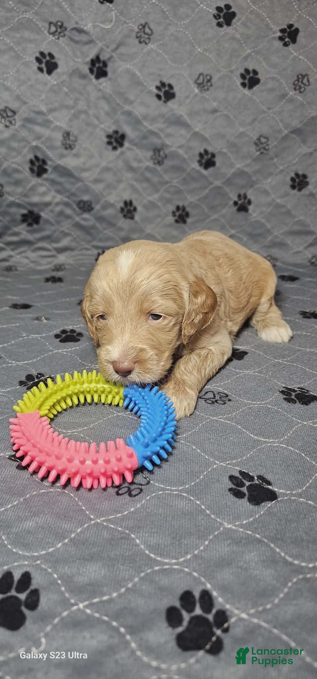 Goldendoodle dogs for sale: Latte - Ad 2