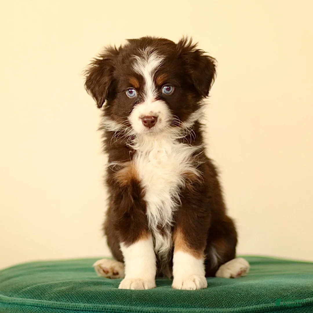 Miniature Australian Shepherd dogs for sale: Ike - Ad 4