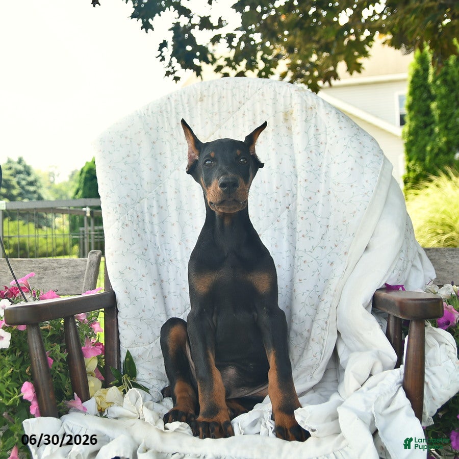 Doberman Pinscher dogs Ladron - Ad 1
