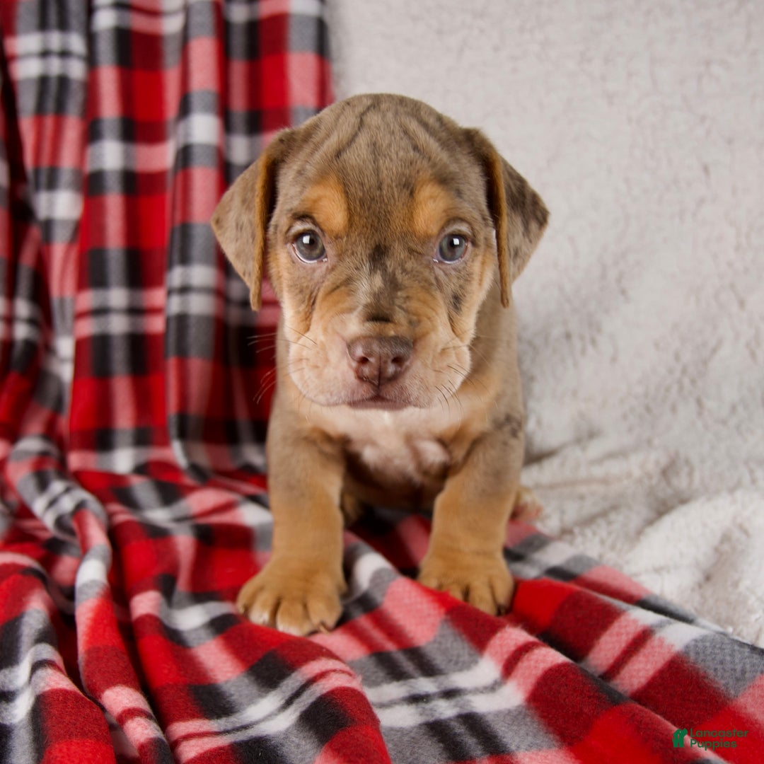 Mixed Breed dogs for sale: Midnight - Ad 4