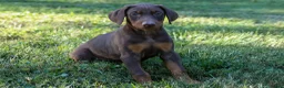 Doberman Pinscher dogs for sale: GEMMA - Ad 4