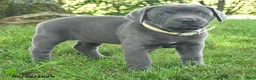 Cane Corso dogs for sale: Ribbon - Ad 2