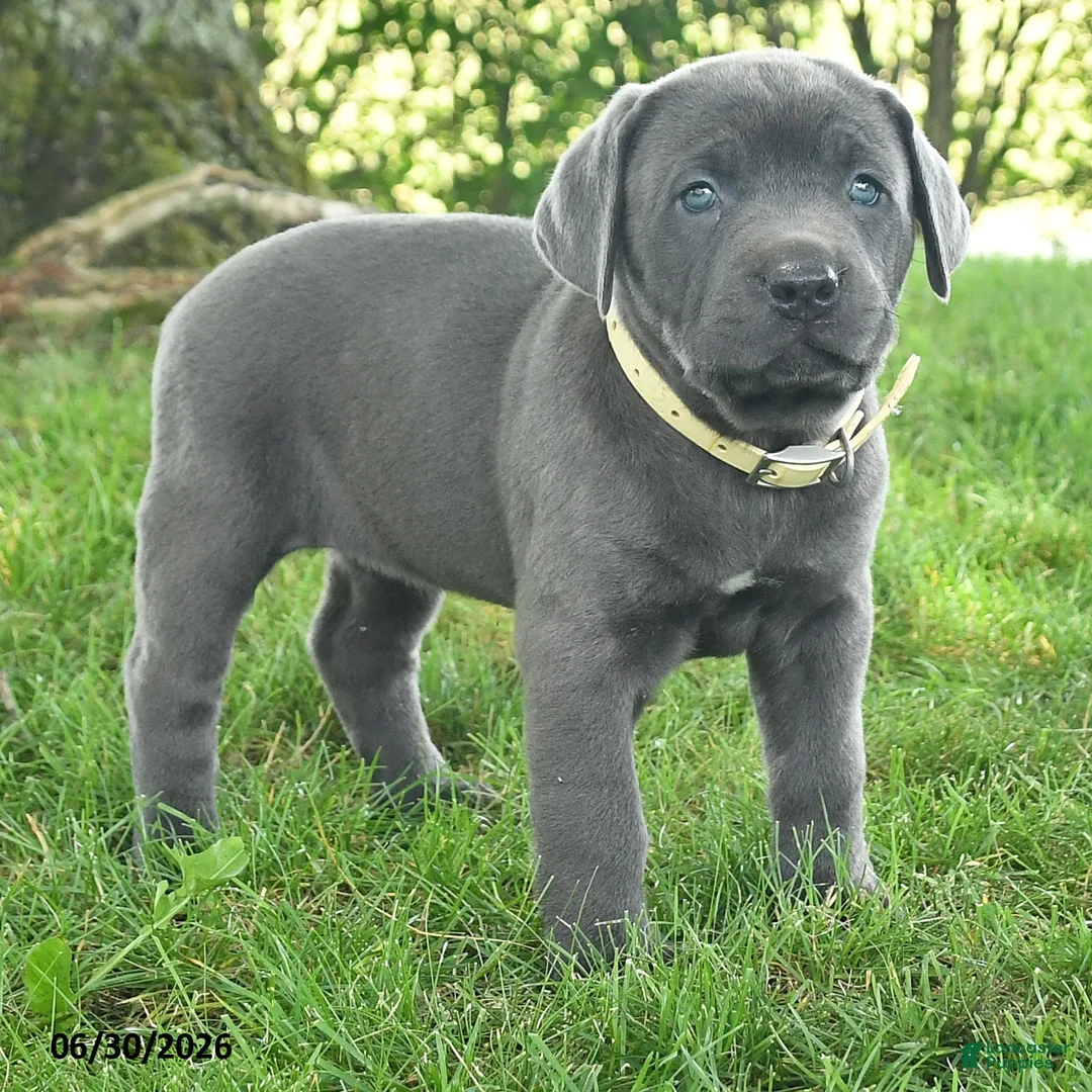 Cane Corso dogs for sale: Ribbon - Ad 2