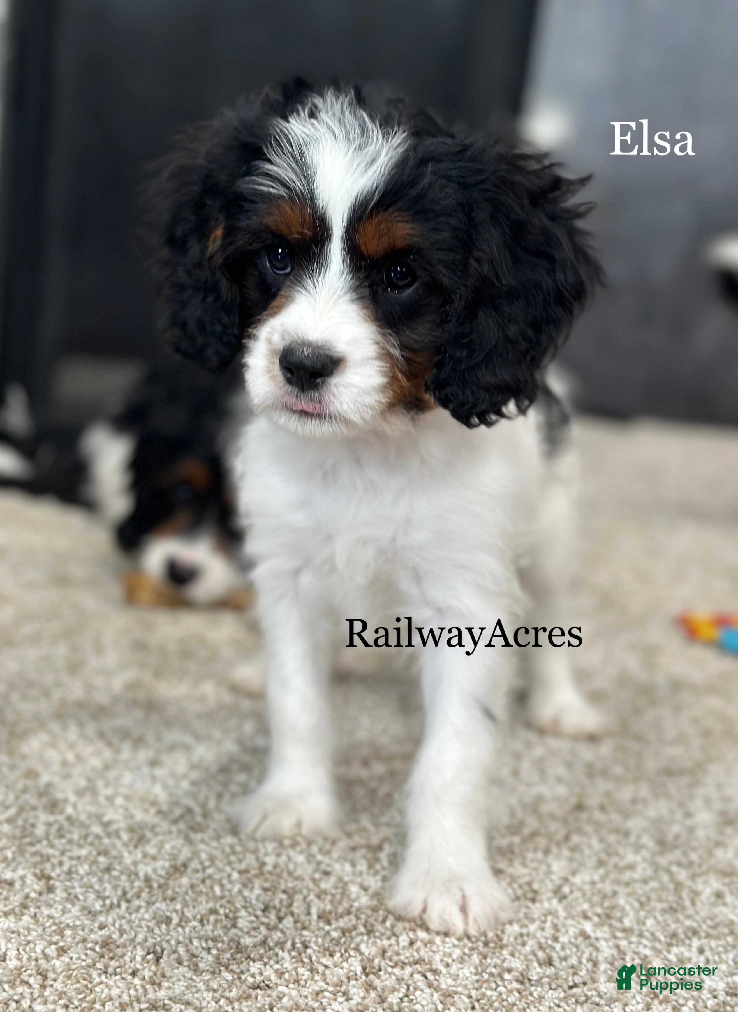 Cavapoo dogs Elsa - Ad 36