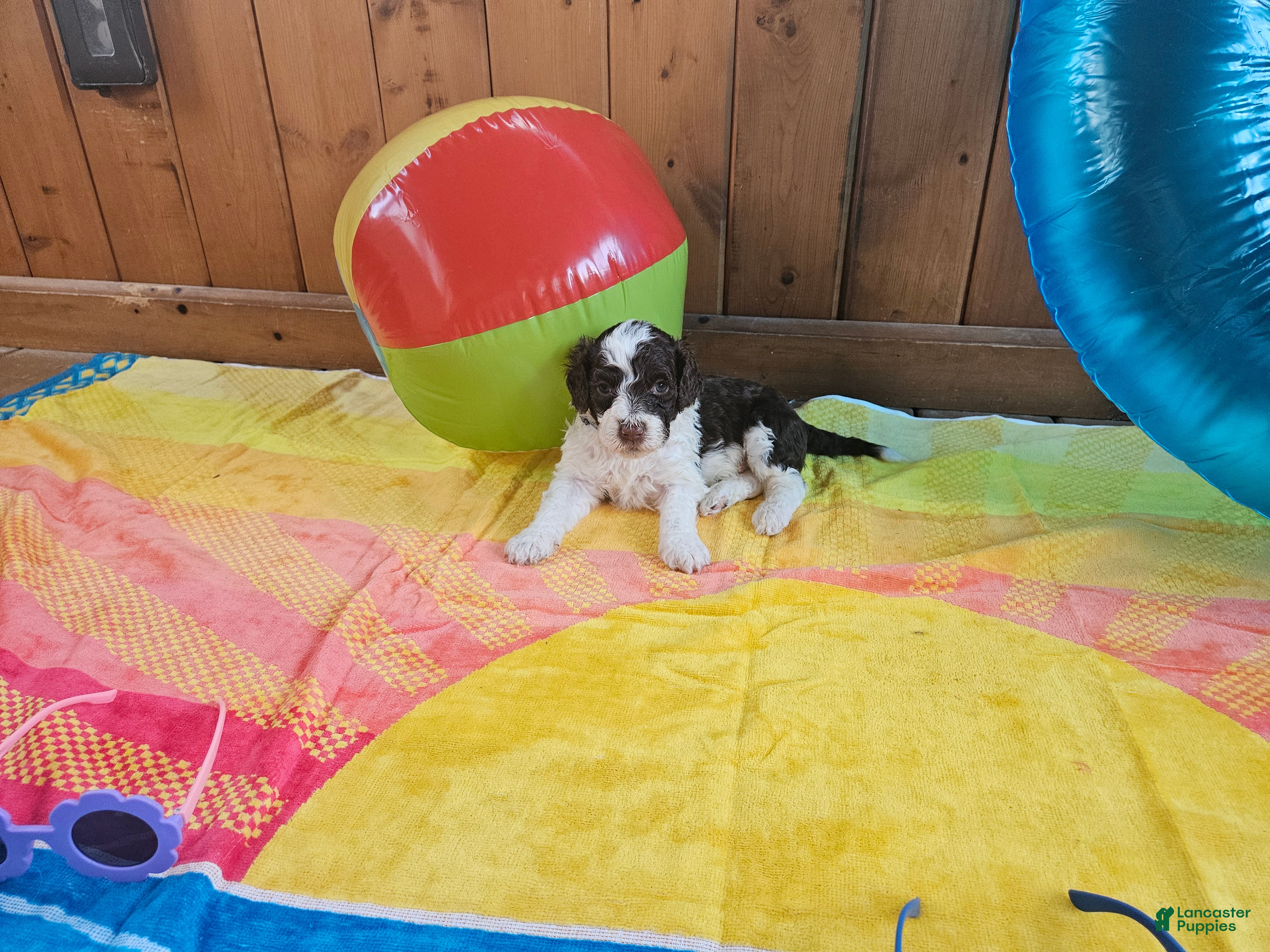 Portuguese Water Dog dogs Spot - Ad 27