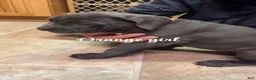 Cane Corso dogs for sale: Cane Corso Puppy 6 - Orange Girl - Ad 5