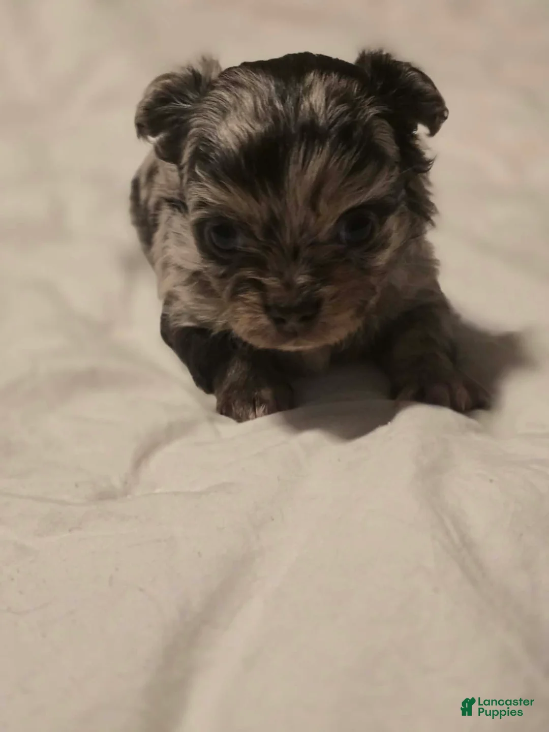 Chihuahua dogs for sale: jazzy - Ad 2