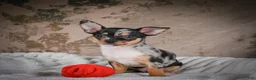 Chihuahua dogs for sale: Abby - Ad 12