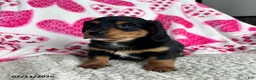 Miniature Dachshund dogs for sale: Laddie - Ad 5