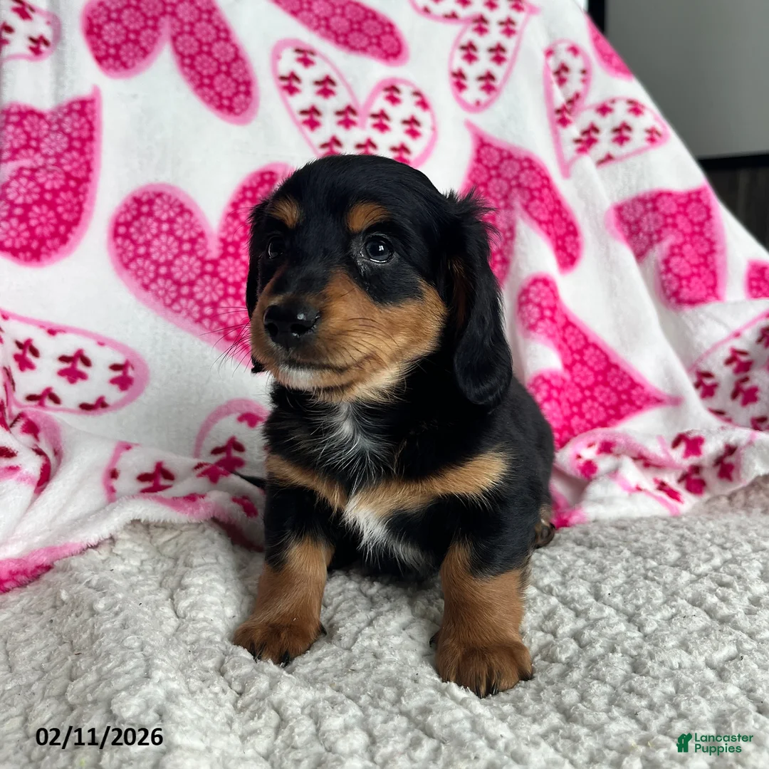 Miniature Dachshund dogs for sale: Laddie - Ad 5