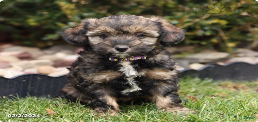 Gallery Image {{count}}