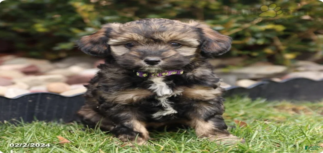 Gallery Image {{count}}