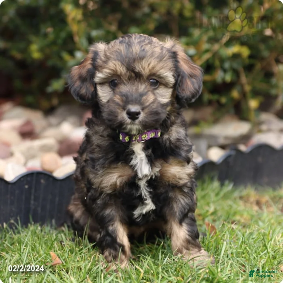 Gallery Image {{count}}