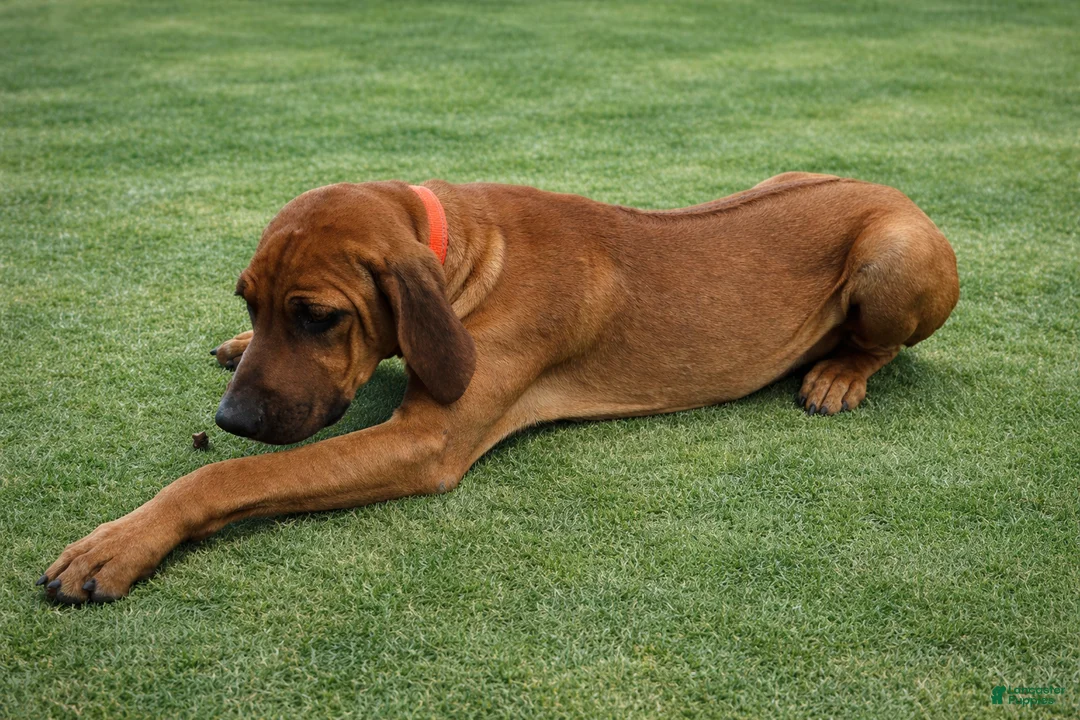 Rhodesian Ridgeback dogs for sale: Rhodesian Ridgeback Puppy 8 - Ad 1