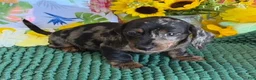 Miniature Dachshund dogs for sale: Speckles - Ad 3