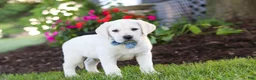 Labrador Retriever dogs for sale: Kurt - Ad 4