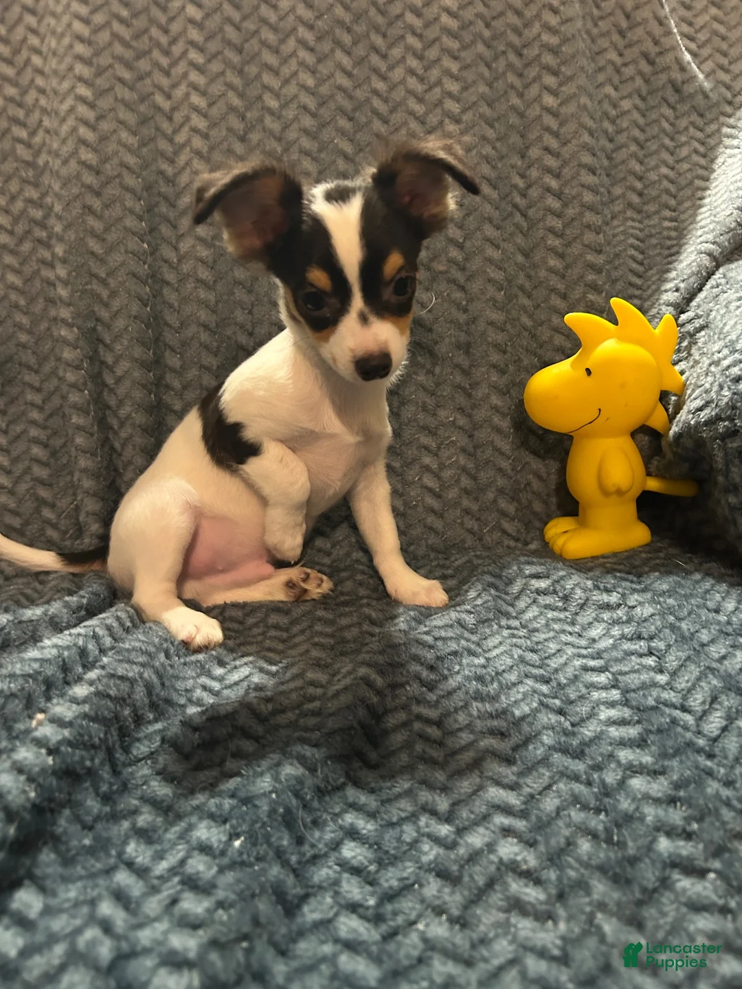 Chihuahua dogs for sale: Chihuahua 1 - Ad 1