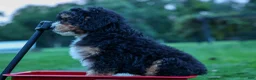 Mini Bernedoodle dogs for sale: Yandel 🦴 - Ad 22
