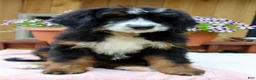 Bernedoodle dogs for sale: Annabelle  - Ad 5
