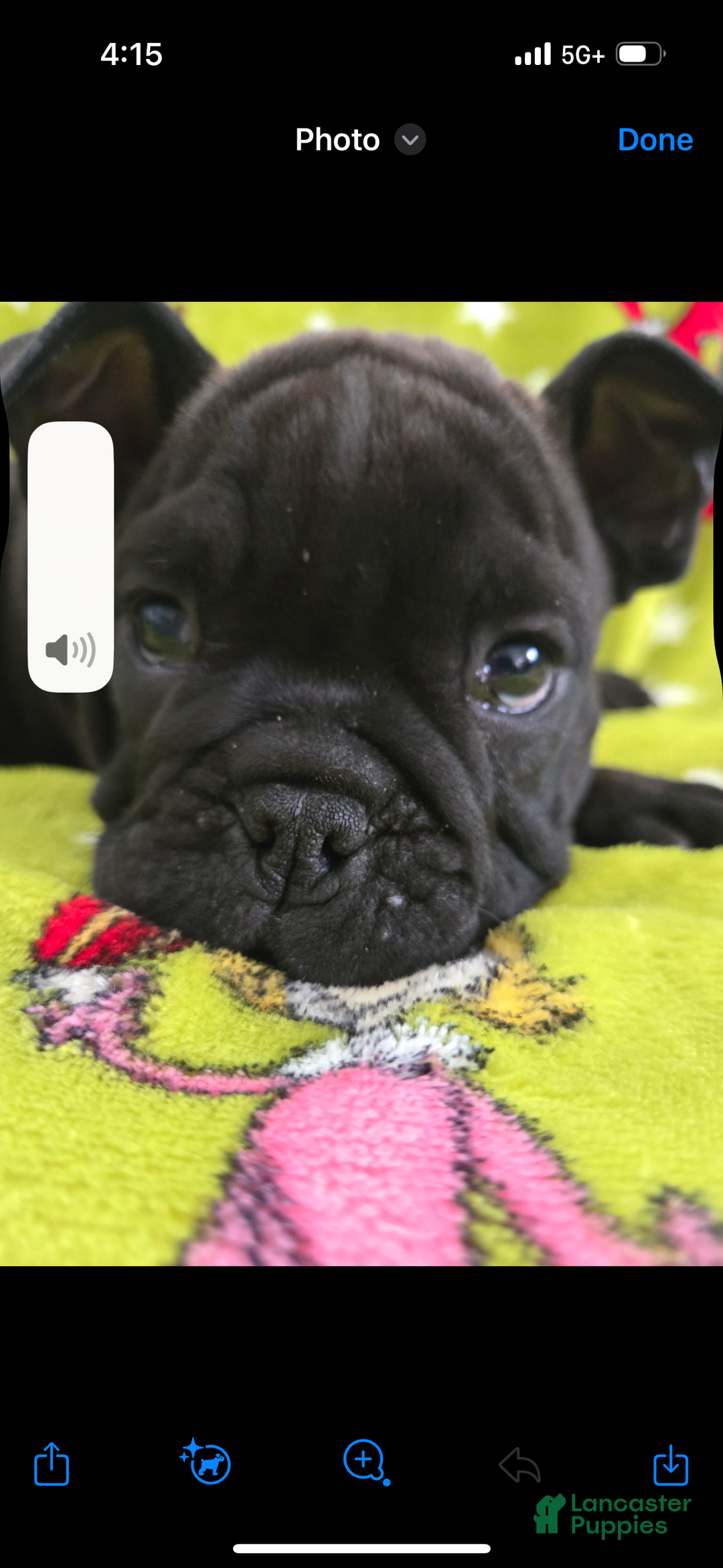 English Bulldog dogs for sale: Lucy - Ad 40