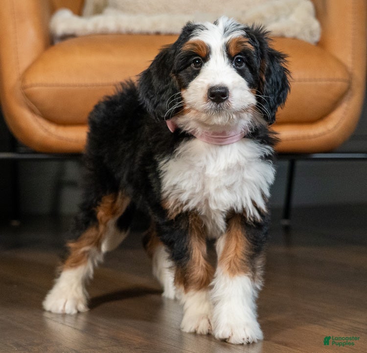 Mini Bernedoodle dogs Mini Amy - Ad 2