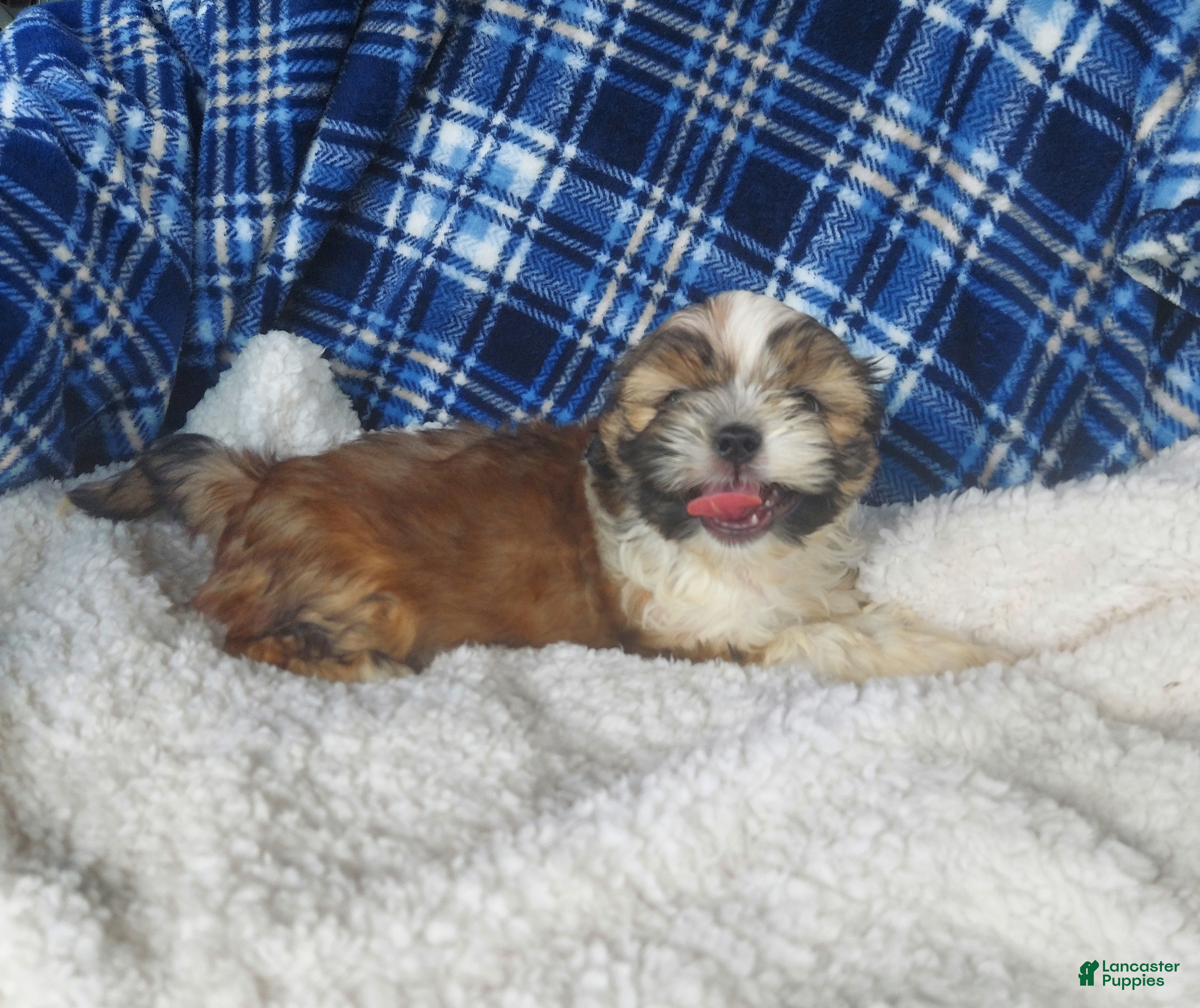 Shih Tzu dogs Larry - Ad 2