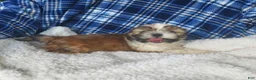 Shih Tzu dogs for sale: Larry - Ad 2