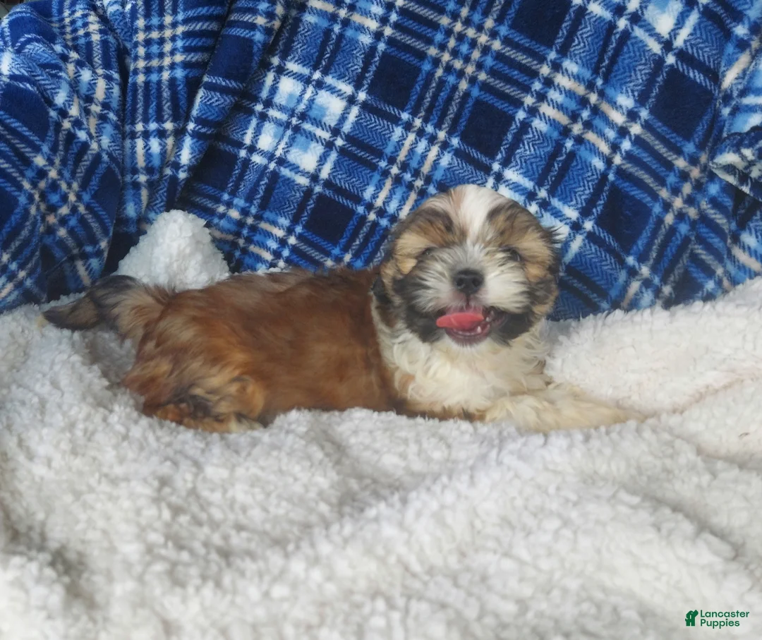 Shih Tzu dogs for sale: Larry - Ad 2